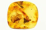 Detailed Fossil Stonefly (Plecoptera) In Baltic Amber #292474-1
